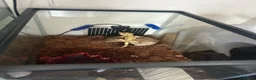 Gecko reptiles for sale: Crested Gecko in Sheerness - Advert 4