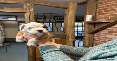 Boxer dogs - Advert 8