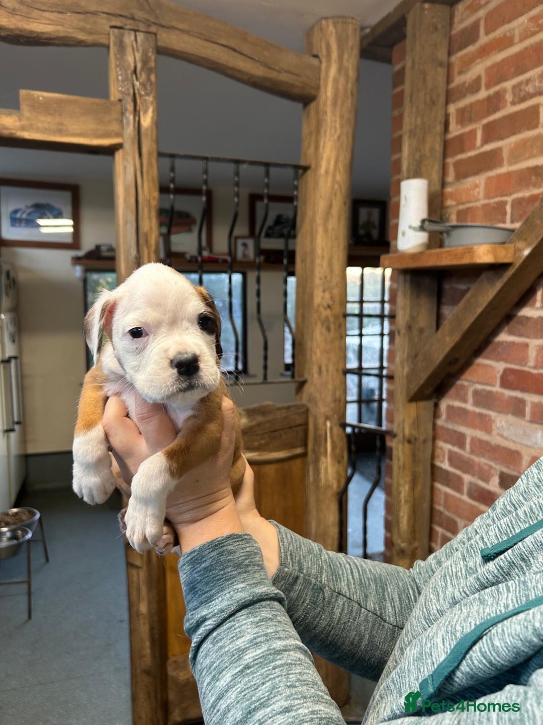 Boxer dogs for sale: kc registered bobtail girl still available - Advert 3