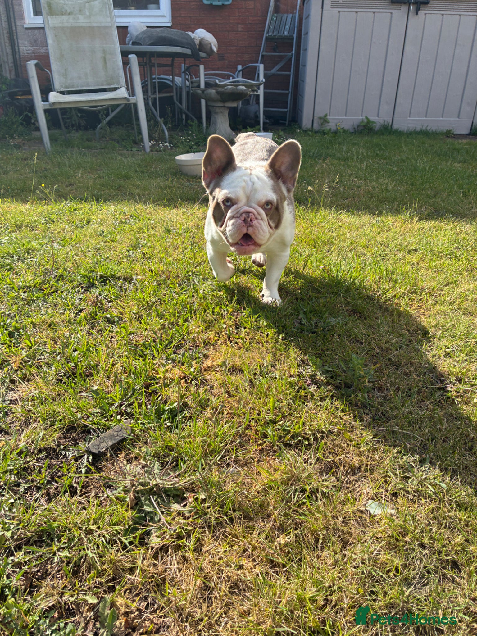 French Bulldog dogs for sale: Beautiful French bulldog  in Reading - Advert 5