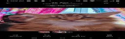 Persian cats for sale: Persion x  - Advert 17