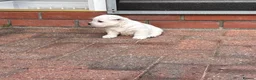 West Highland Terrier dogs for sale: West highland terrier puppies  - Advert 26