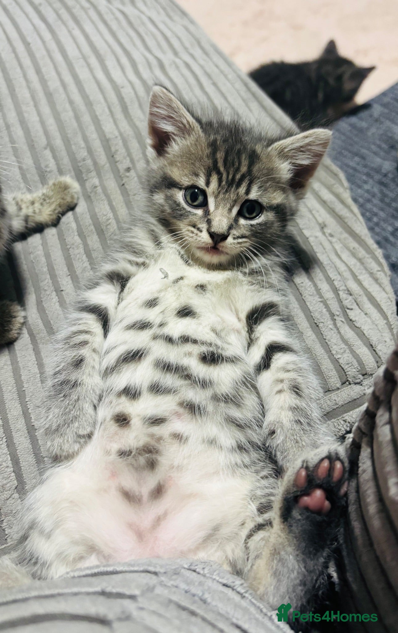 American Shorthair cats 2 stunning silver tabby boys - Advert 2