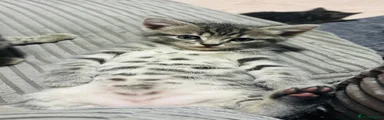 American Shorthair 1