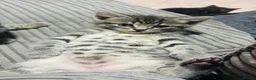 American Shorthair cats for sale: 2 stunning silver tabby boys - Advert 2