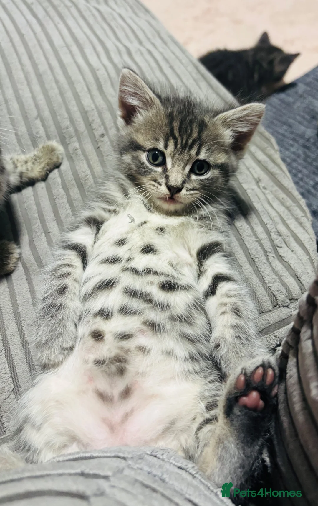 American Shorthair cats for sale: 2 stunning silver tabby boys - Advert 2
