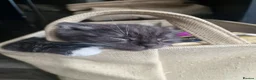 Mixed Breed cats for sale: Ghost tabby male kitten - Advert 2