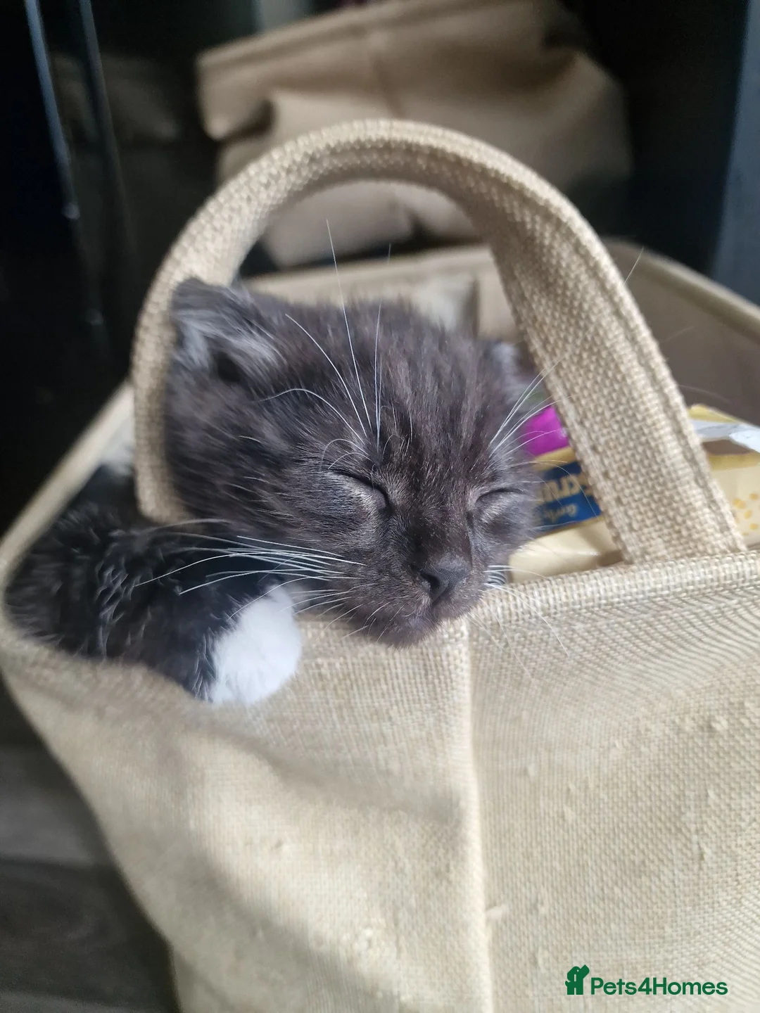 Mixed Breed cats for sale: Ghost tabby male kitten - Advert 2