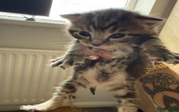 Brazilian Shorthair cats for sale: Gorgeous Brazilian short hair kittens - Image 12