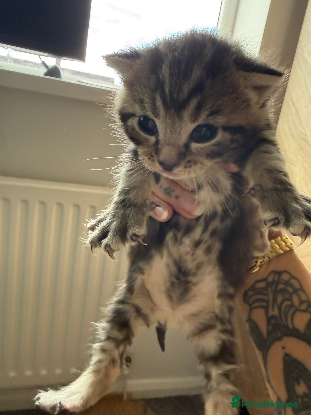 Brazilian Shorthair cats for sale: Gorgeous Brazilian short hair kittens - Image 12