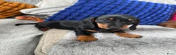 Dachshund dogs for sale: Stunning Black and Tan smooth haired miniature  - Advert 3