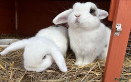 Mini Lop rabbits for sale: Gorgeous blue eyed mini lop girls - Image 2