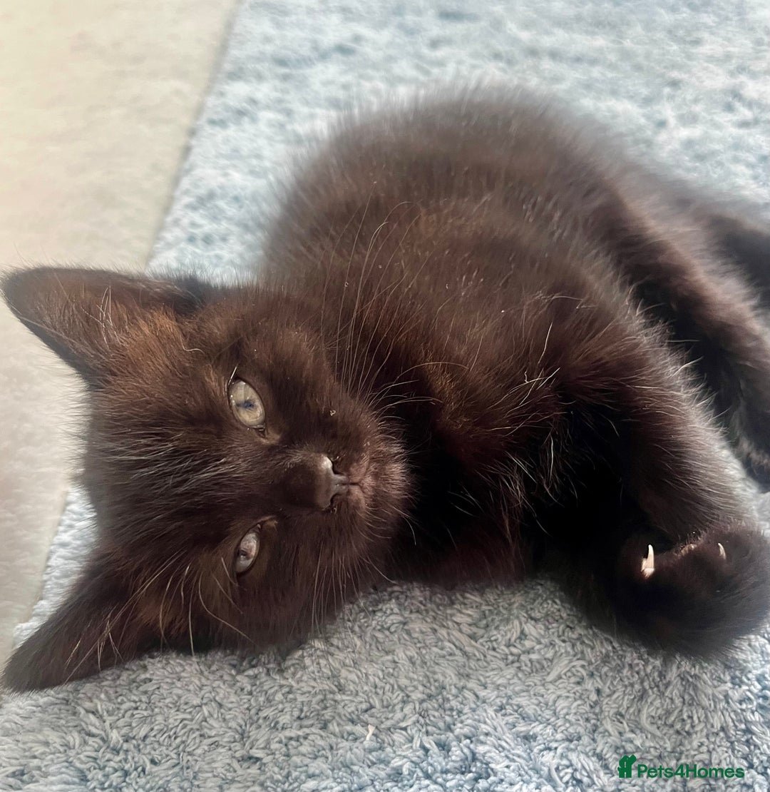 Ragdoll cats for sale: Beautiful affectionate friendly ragdoll x tuxedo - Image 6