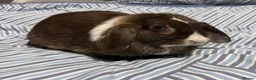 Mini Lop rabbits for sale: Bonded Mini Lop Pair - Looking for a Forever Home in Southampton - Advert 9