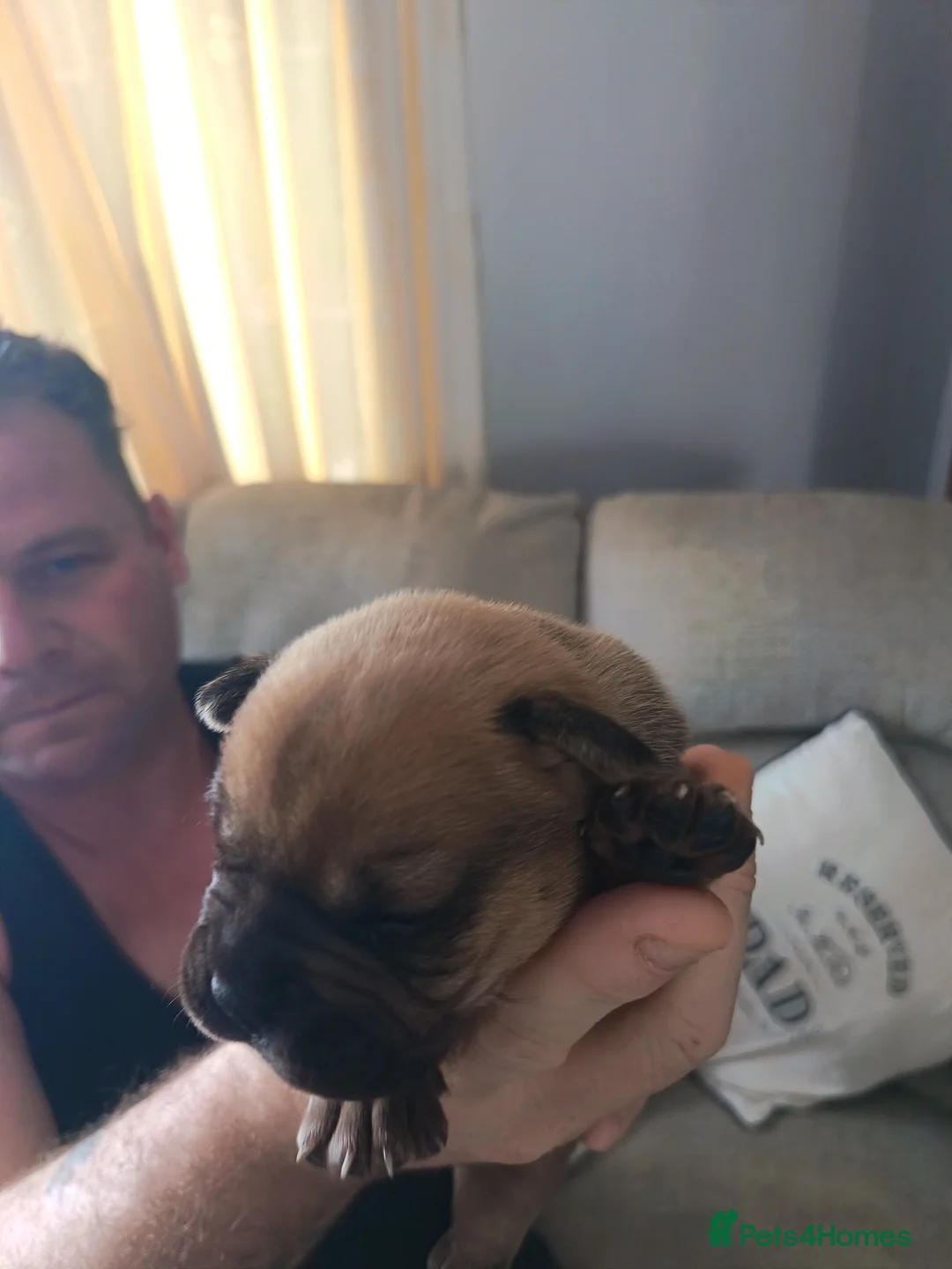 Mixed Breed dogs for sale: 6 beautiful Sharpie Frenchie bulldogs  in Waterlooville - Advert 10