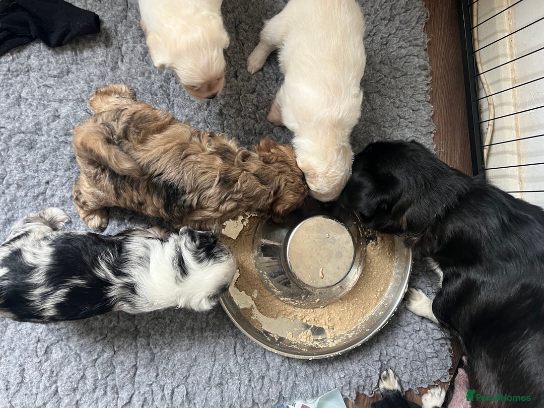 Mixed Breed dogs for sale: Beautiful Peekapoo’s very rare breed - Image 17