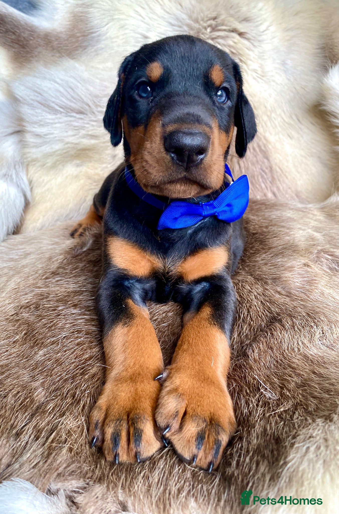 Dobermann dogs for sale: *KC REGISTERED* HEALTH TESTED DOBERMAN PUPPIES - Advert 35