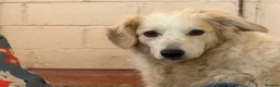 Mixed Breed dogs for adoption: Gorgeous Catie 💜 Looking for her Soul mate in Boston - Advert 15