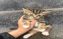 Domestic Shorthair cats for sale: 3 Cute Tabby Kittens - Image 4