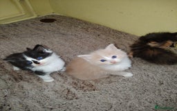 Ragdoll cats for sale: Simple gorgeous ragdoll x - Image 4