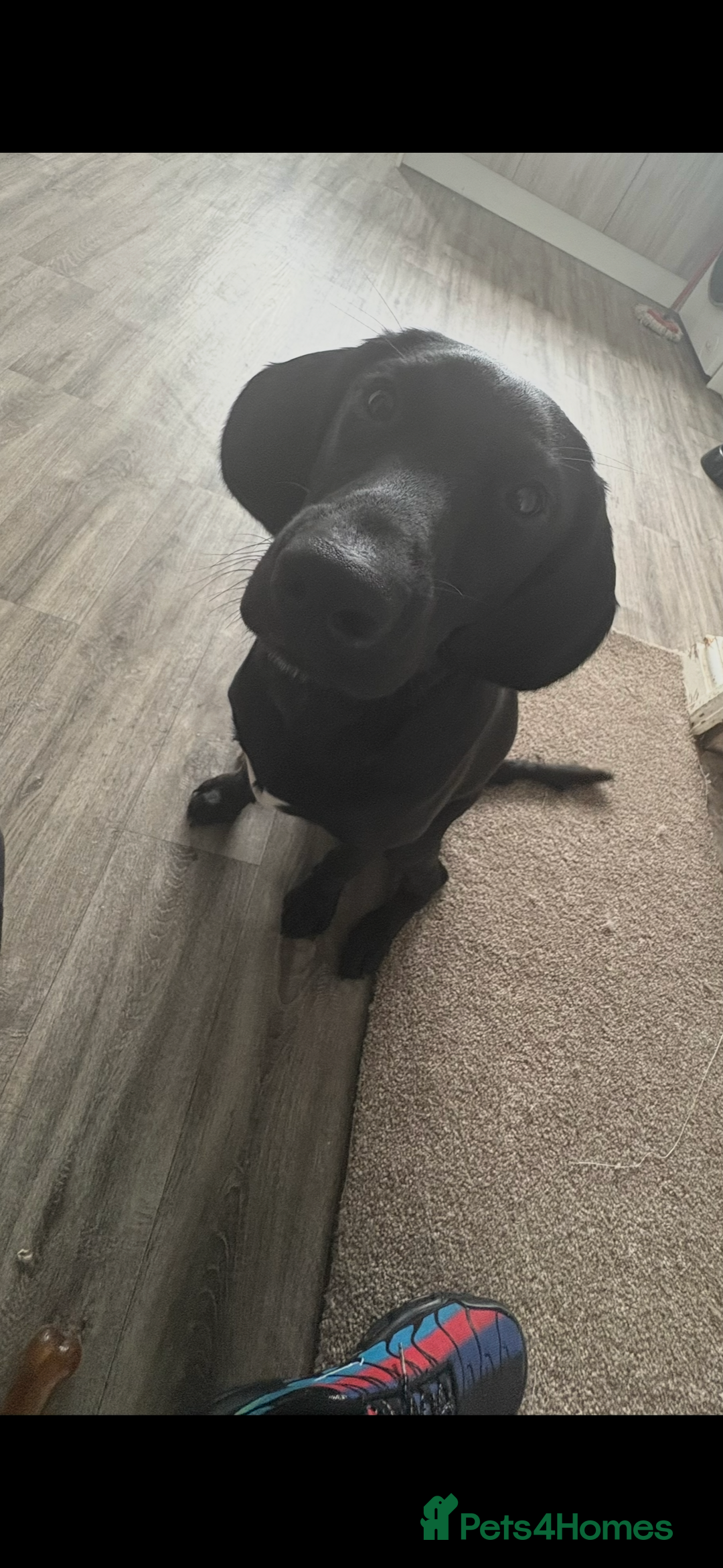 Springador dogs for sale: Beautiful male Labrador pup  - Image 6