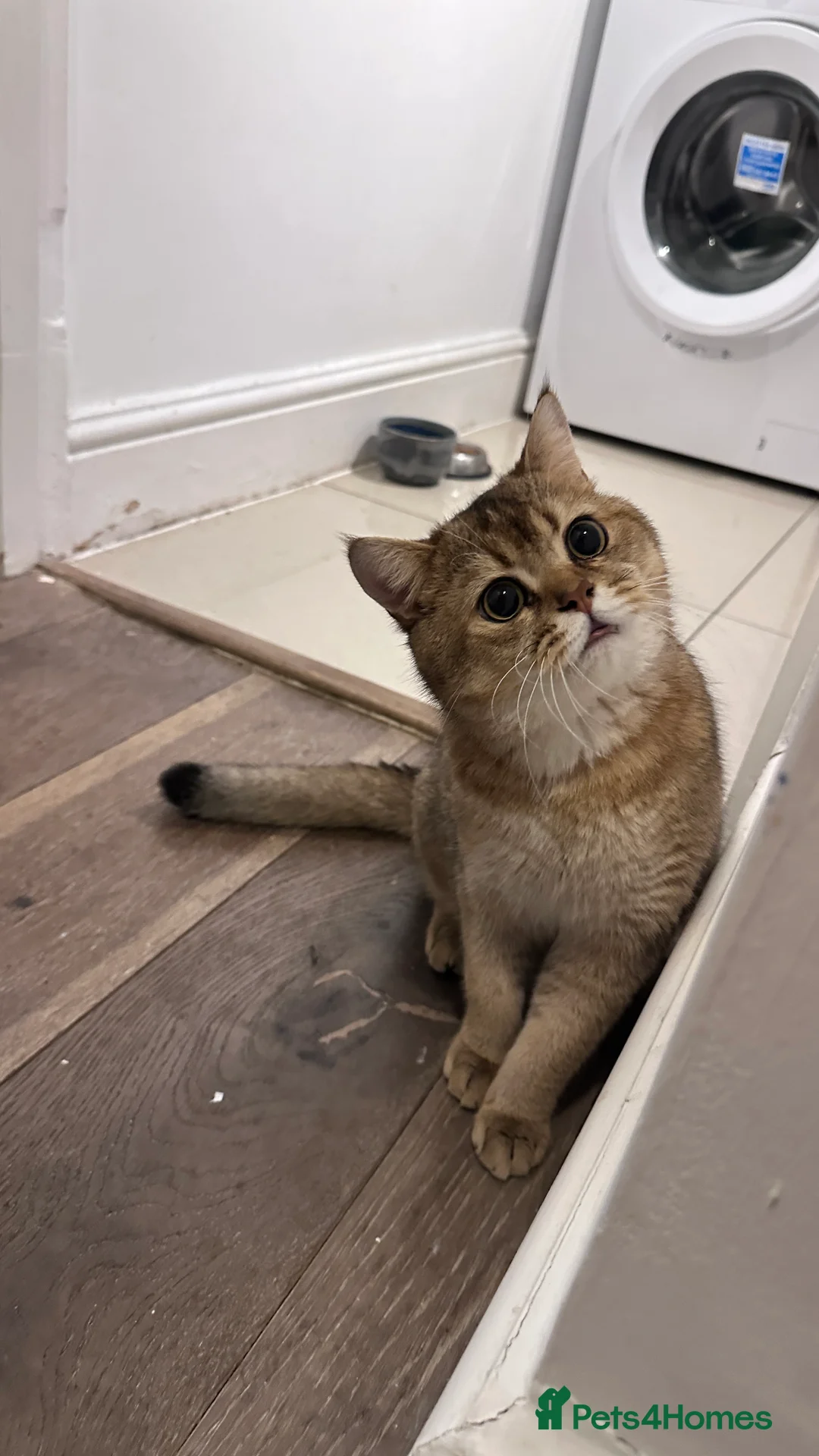 Scottish Fold cats for sale: Scottish Fold Male - Advert 3