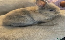 Lionhead rabbits for sale: Lion head female - Image 2