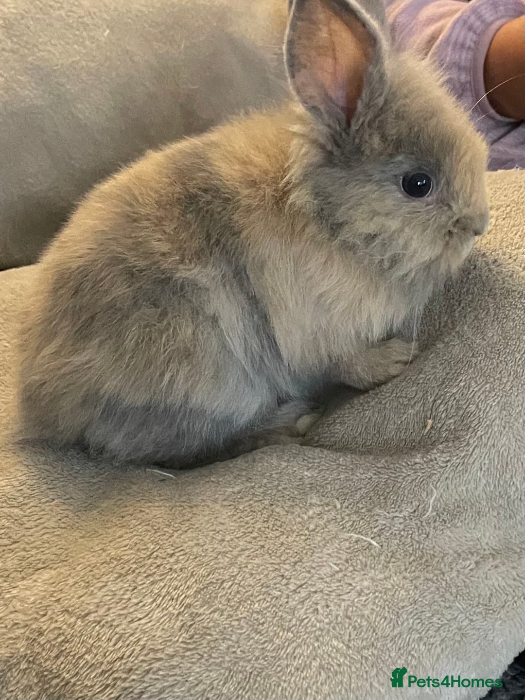 Lionhead rabbits for sale: Lion head female - Image 2