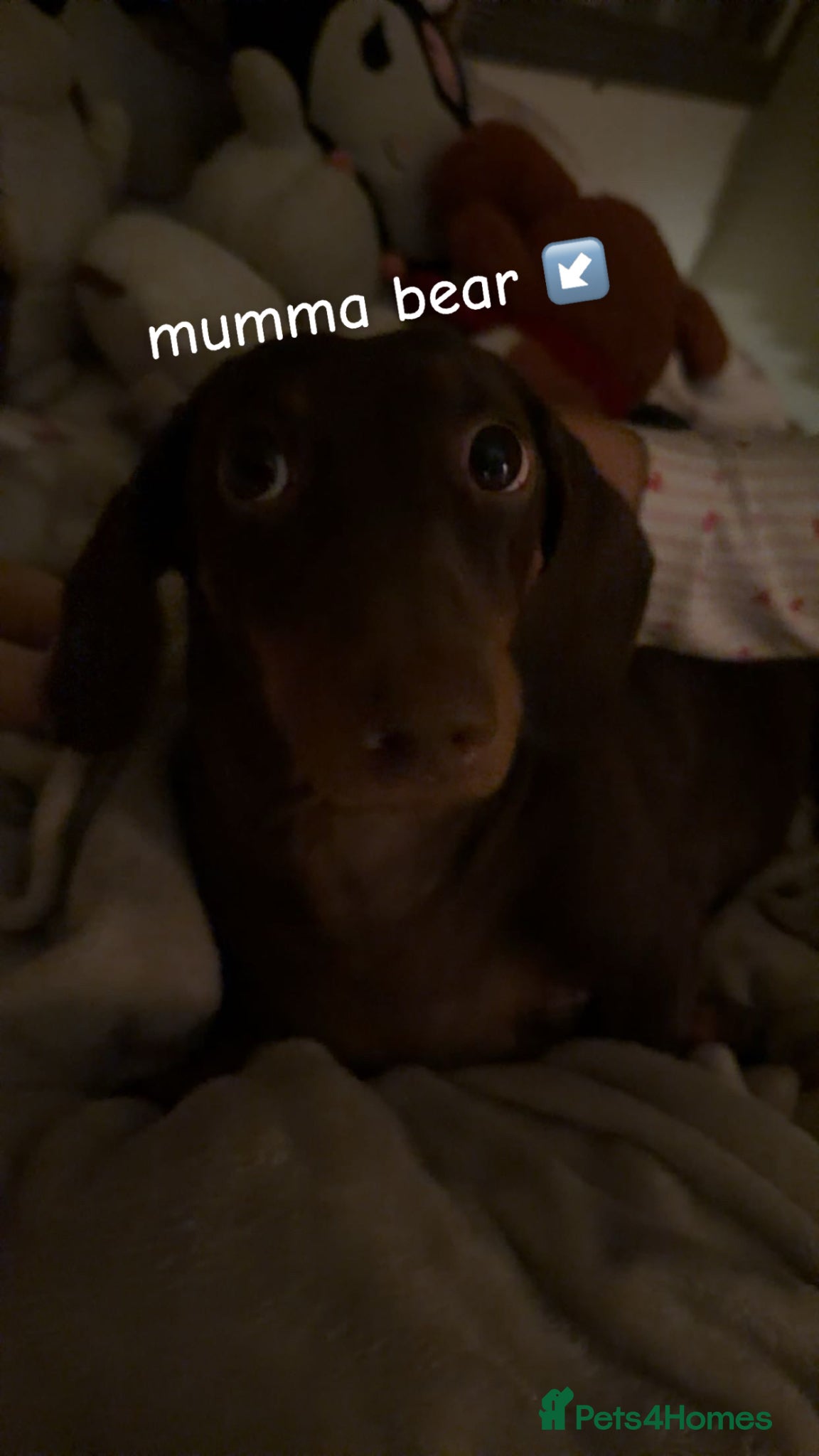 Dachshund dogs for sale: gorgeous puppy dachshunds for sale in Portsmouth - Advert 10