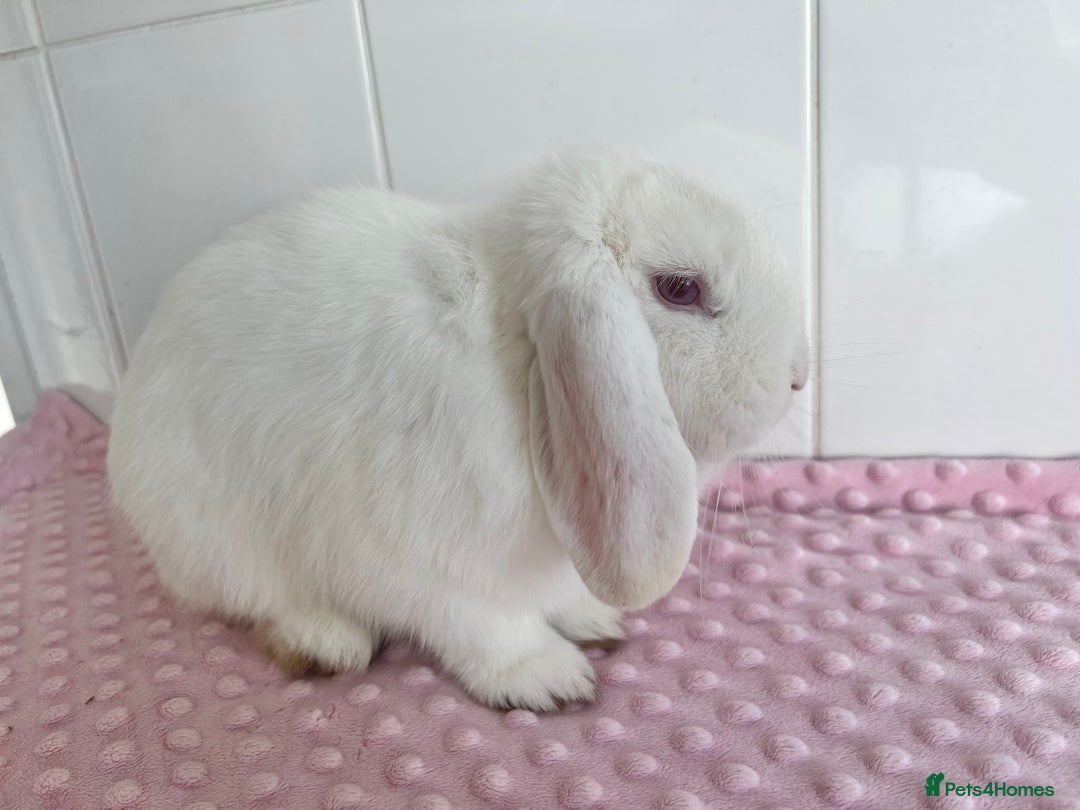 Mini Lop rabbits for sale: Mini lop buck and doe - Advert 6