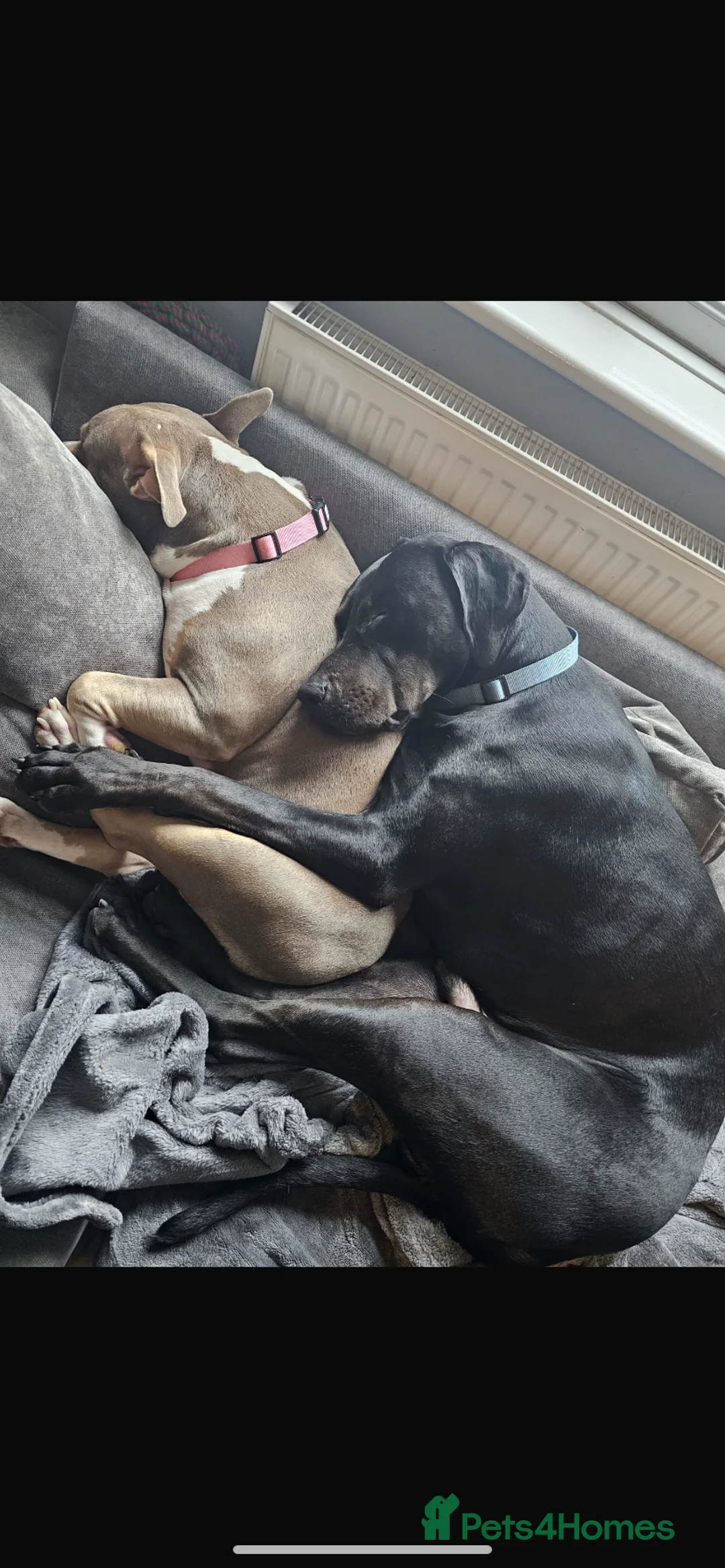 Mixed Breed dogs for sale: 9 month old doberman cross  - Advert 2