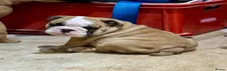 English Bulldog dogs for sale: Stunning red/white kc reg English bulldog puppies  - Advert 12