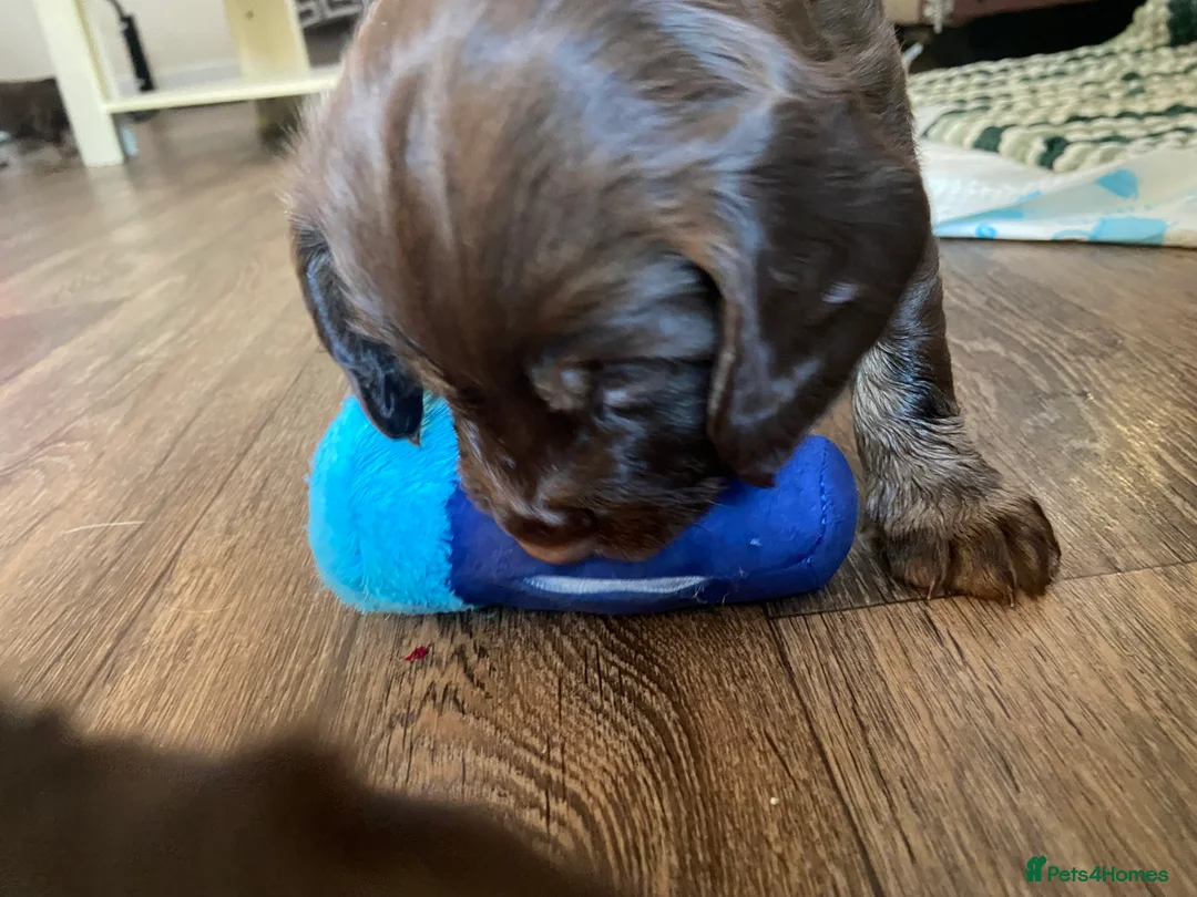 Cocker Spaniel dogs for sale: Tri chocolate  colour cocker spaniel puppies  - Advert 9