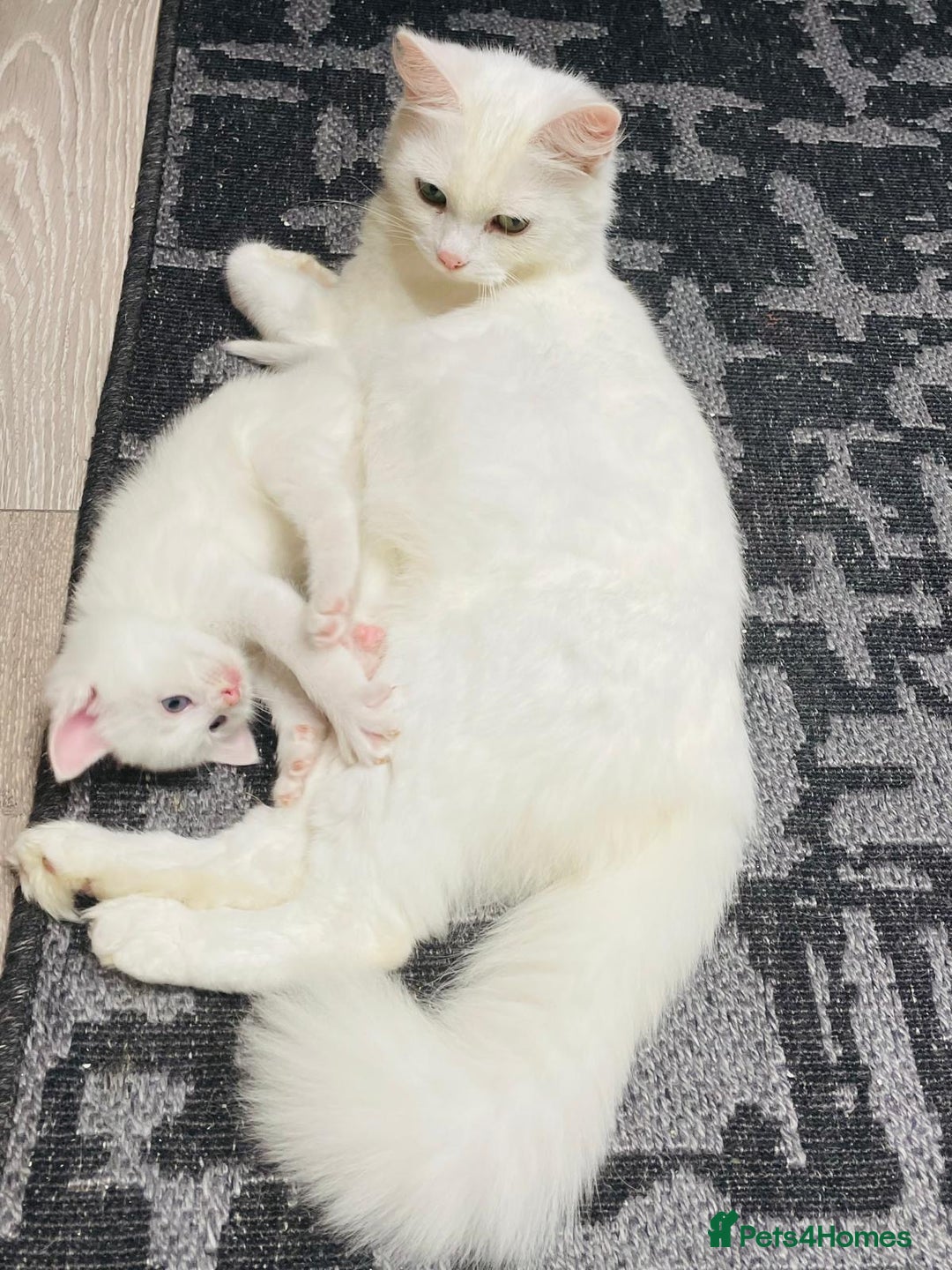 Turkish Angora cats for sale: Turkish Angora Longhair kittens - Advert 12