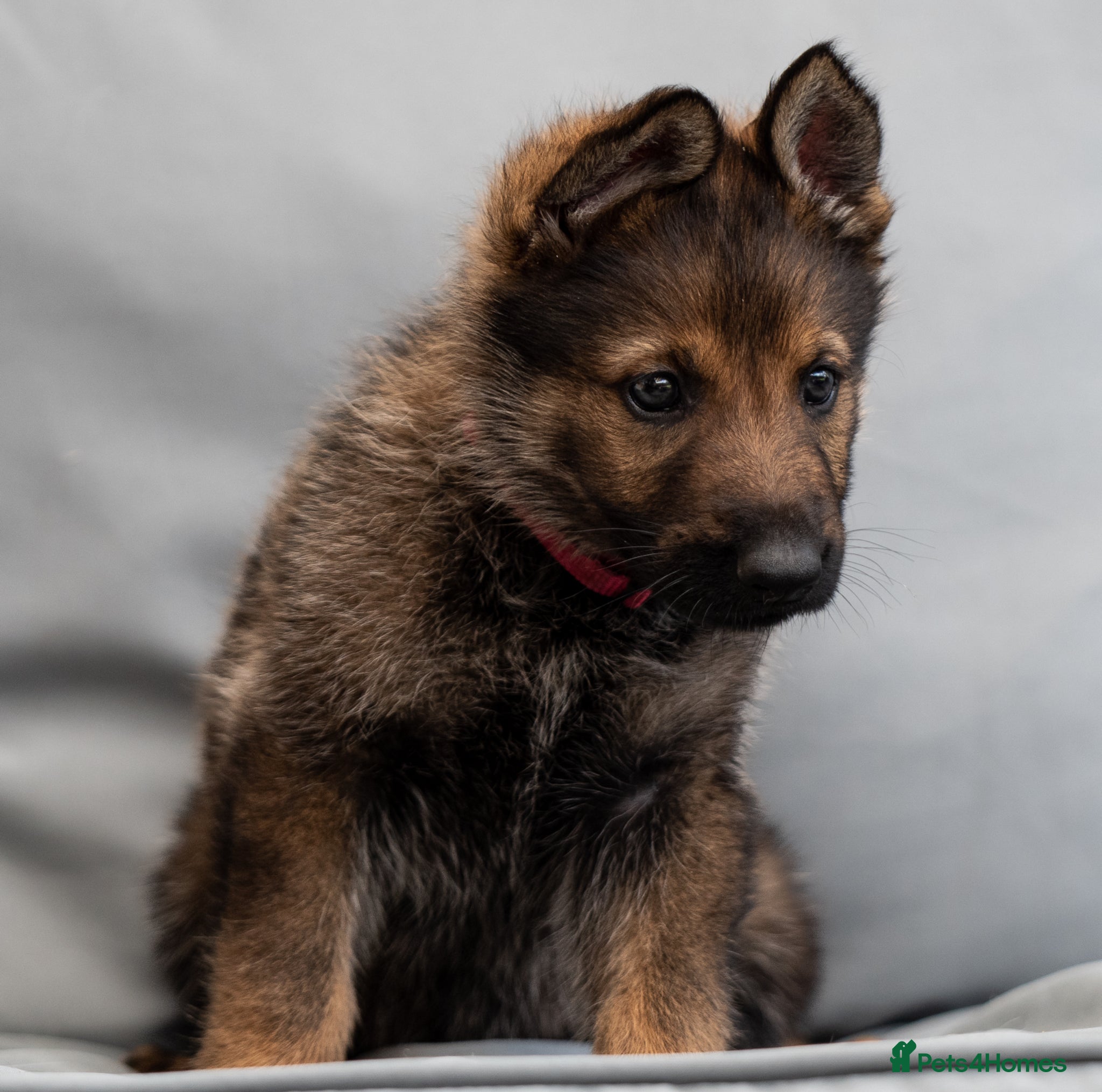 German Shepherd dogs Health tested Czech German shepherd puppies - Advert 9