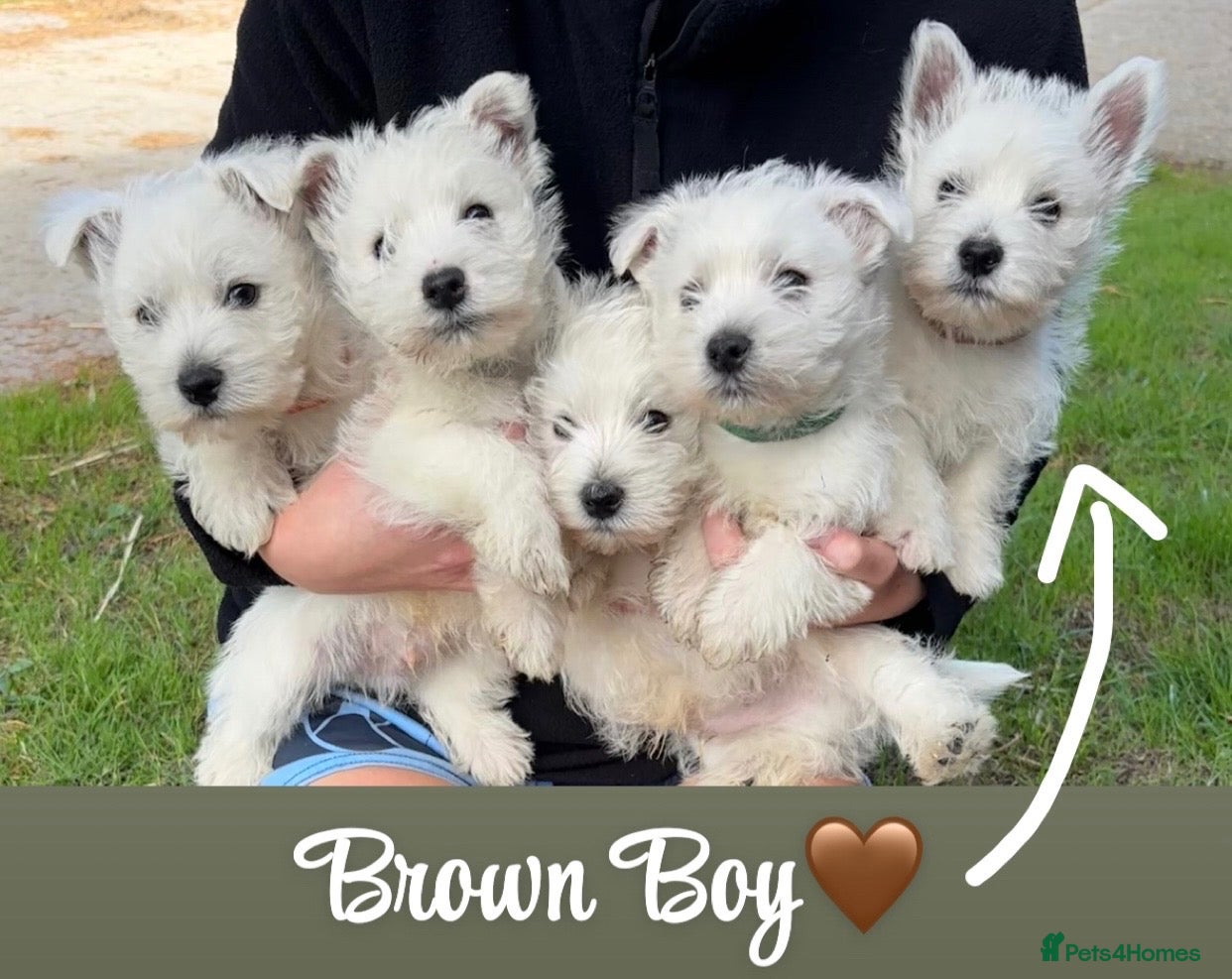 West Highland Terrier dogs 5 Gorgeous KC Registered West Highland Terriers - Advert 2