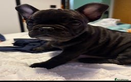 French Bulldog dogs for sale: French bulldog puppies - Image 10