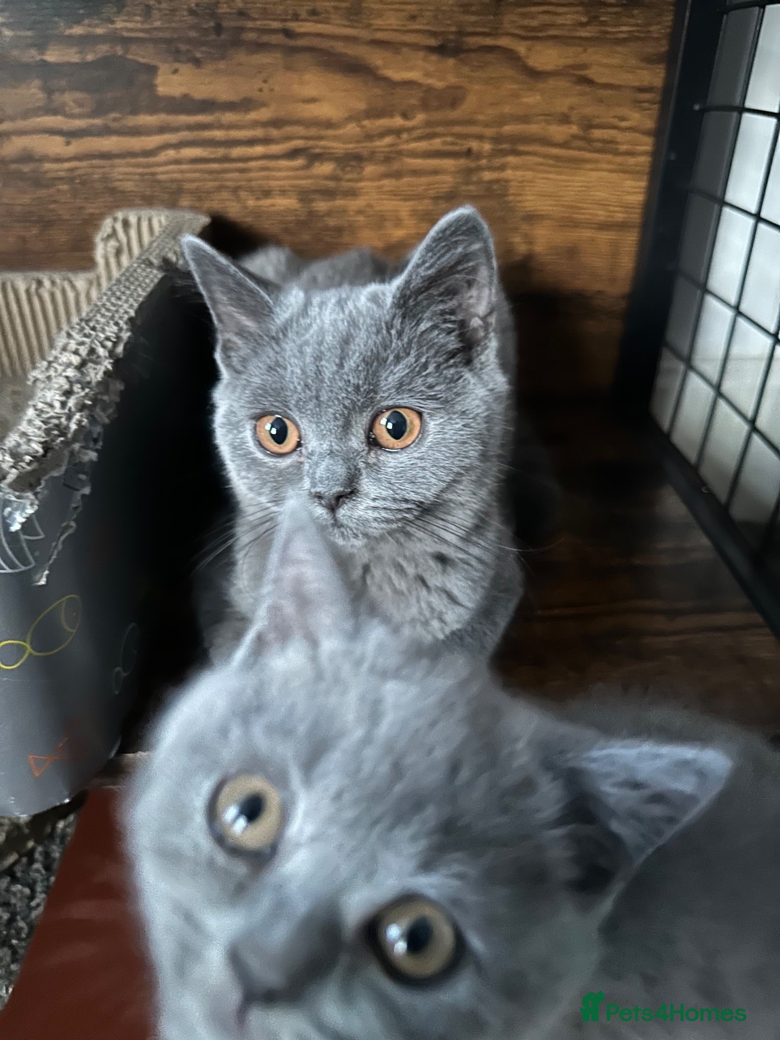 British Shorthair cats British Shorthair GCCF-registered Kittens  - Advert 1