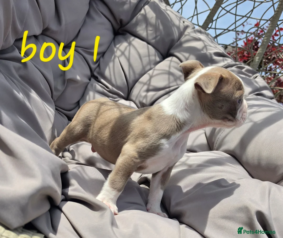 Boston Terrier dogs for sale: Beautiful baby bostons  - Advert 2
