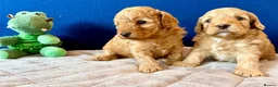 Cockapoo dogs for sale: Cockapoo puppy's from health checked parents - Advert 18