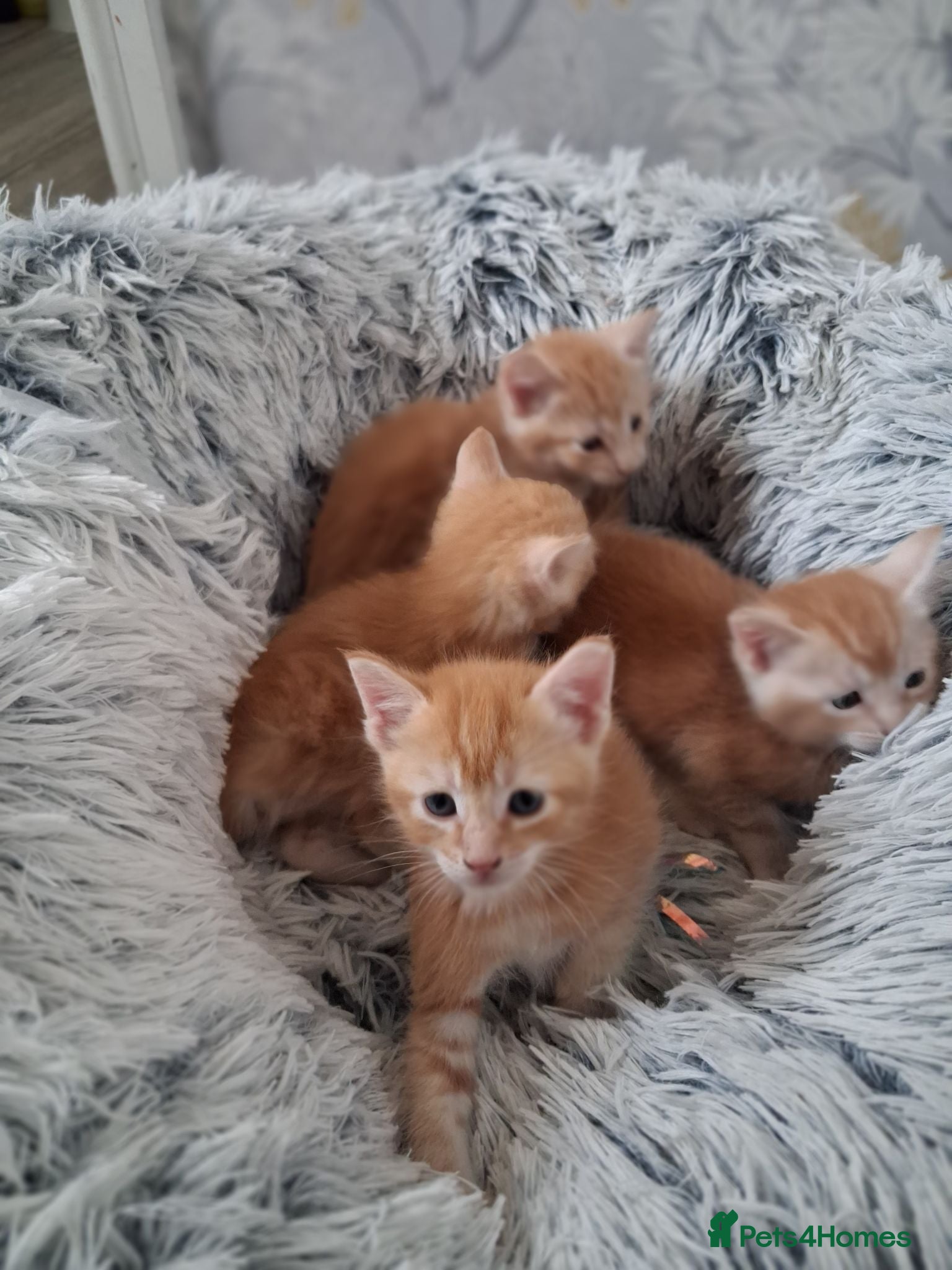 Maine Coon cats ***Beautiful mainecoon cross kittens***  - Advert 1
