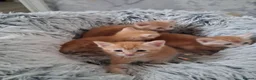 Maine Coon cats for sale: ***Beautiful mainecoon cross kittens***  - Advert 1