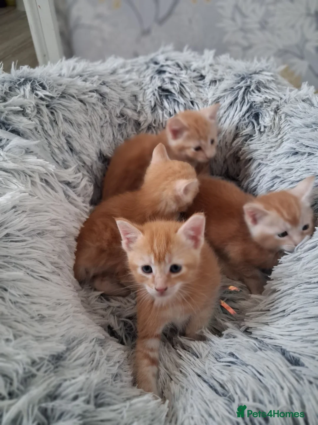 Maine Coon cats for sale: ***Beautiful mainecoon cross kittens***  - Advert 1