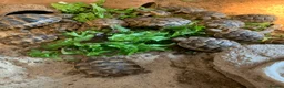Tortoise reptiles for sale: Mediterranean Spur-thigh Hatchlings - Advert 3