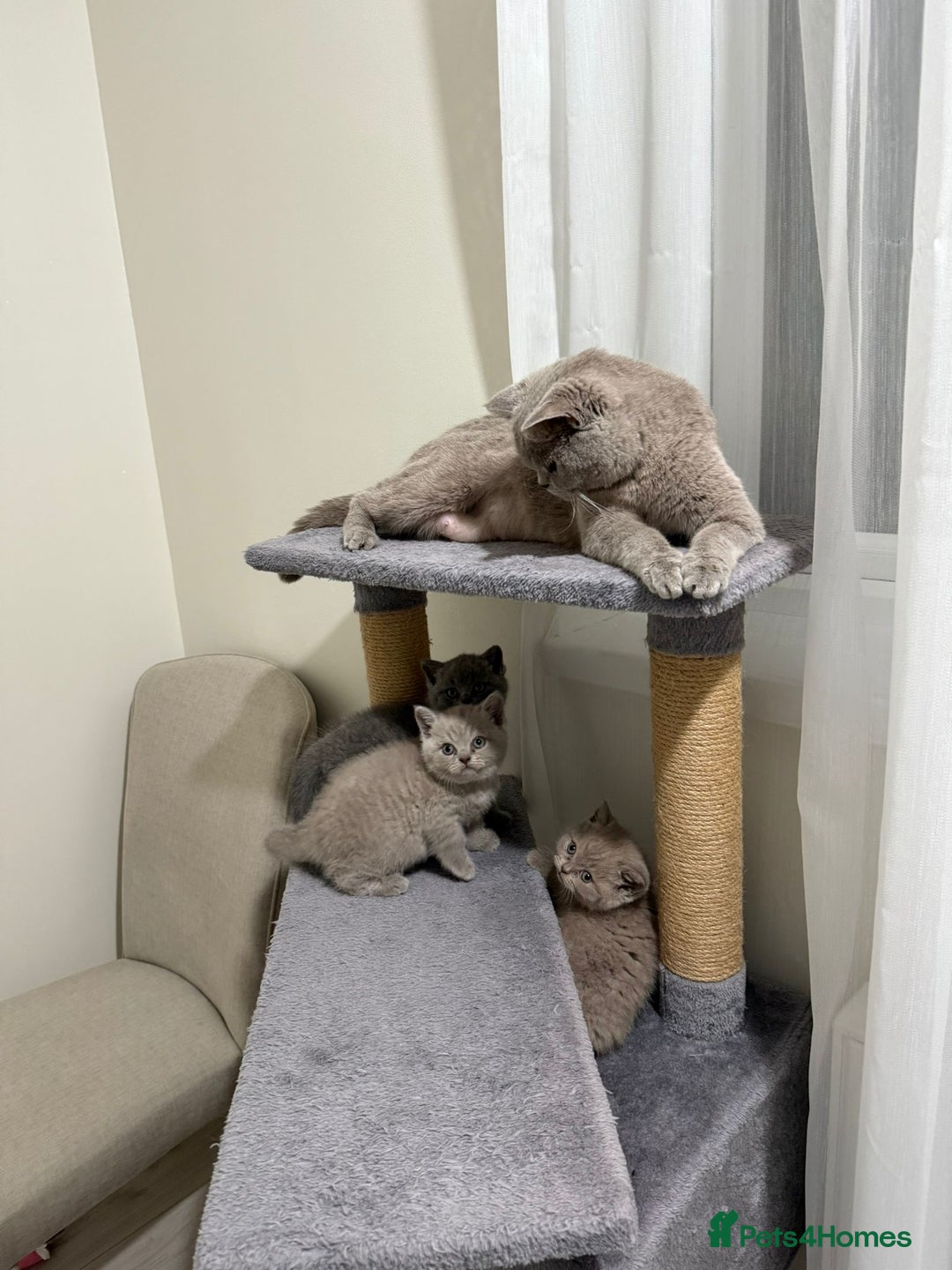 British Shorthair cats for sale: British shorthair kitten - Advert 18