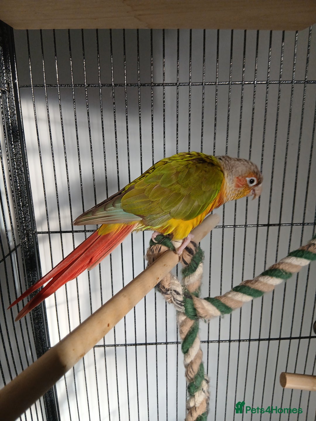 Conures birds for sale: Pineapple conure  - Advert 1