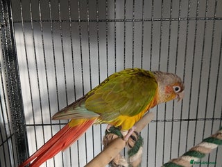 Conures birds Pineapple conure - Advert 1