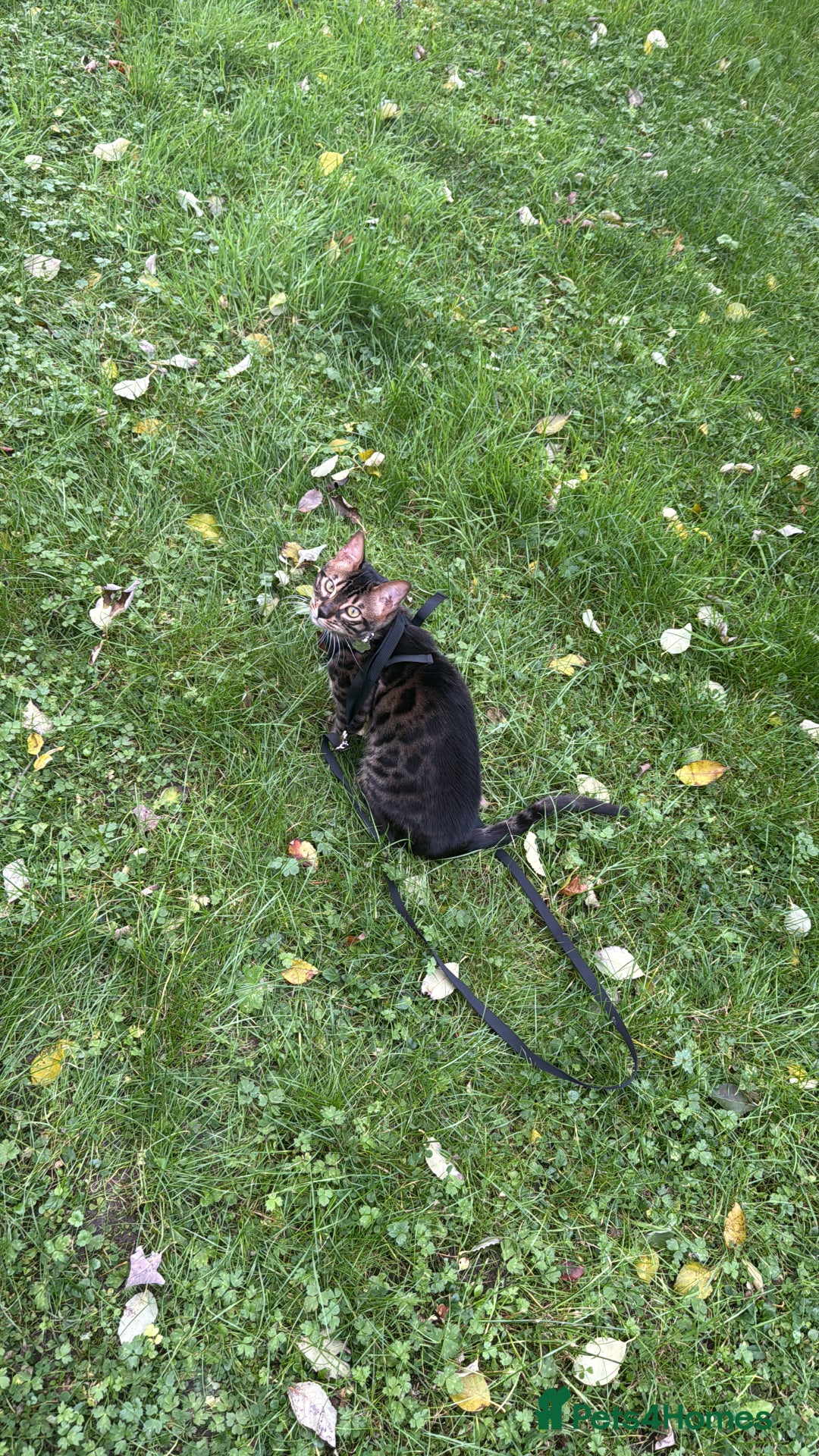 Bengal cats for stud: Stunning Bengal for stud - Advert 20