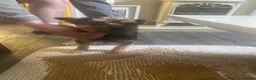 Yorkshire Terrier dogs for sale: Yorkshire terrier boy  - Advert 4