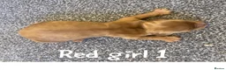Cocker Spaniel dogs for sale: Show Type Cocker Spaniels HEALTH TESTED Parents - Advert 25